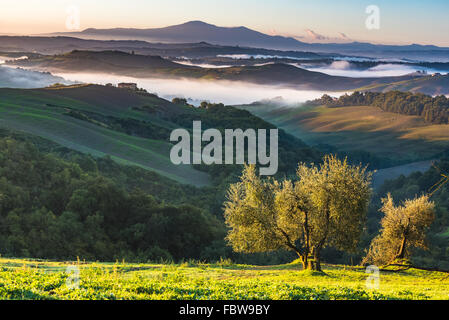 Trees and orchards on the Italian fields. Tuscany autumn day. Stock Photo