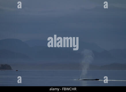 Humpback Whale (Megaptera novaeangliae)  spouting peacefully after sunset in front of the British Columbia Coastal Mountains, Br Stock Photo