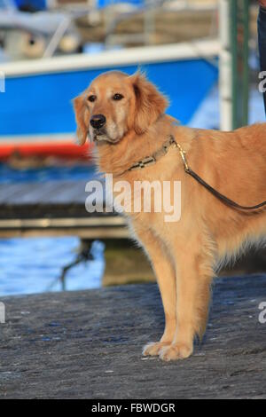 A vertical of a young female golden retriever, Canis lupus familiaris ...