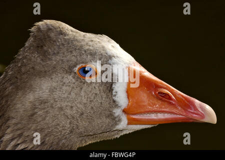 brown duck whit blue eye Stock Photo