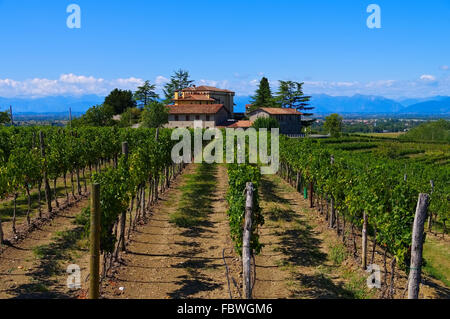 Friaul Weingut - Friaul vineyard estate 03 Stock Photo