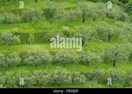 Olivenhain in Ligurien - olive grove in Liguria 02 Stock Photo