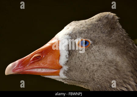 brown duck whit blue eye Stock Photo