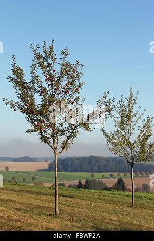 Two apple trees Stock Photo - Alamy