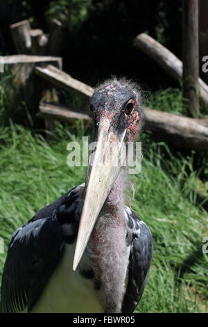 Head of a marabou stork Stock Photo