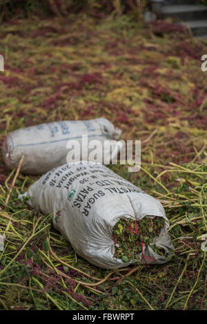 Sacks of millet and crops left out to dry in the very high, very quiet and very remote village of Thembang Dzong, INDIA Stock Photo