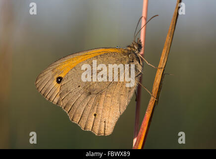 Meadow brown butterfly with dew Stock Photo