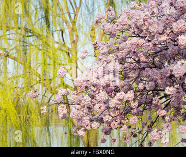 Detail photo of japanese cherry blossom flowers and willow tree Stock Photo