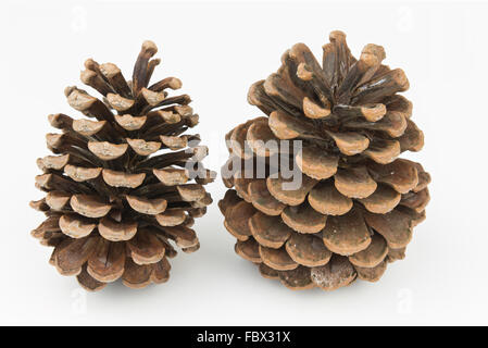 Two dried pine cones on isolated white background Stock Photo