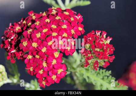 yarrow hybrid paprika Stock Photo