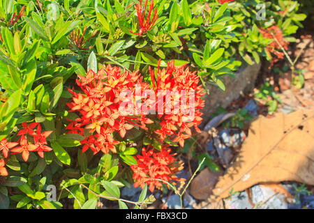 red ixora coccinea flower Stock Photo