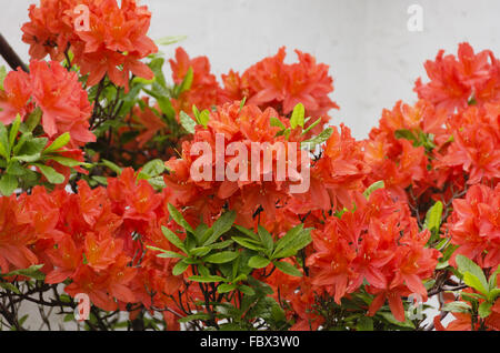 Orange-red blossoms of a rhododendron Stock Photo