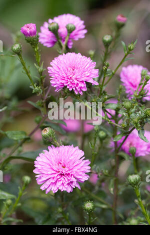 Aster novi-belgii 'Patricia Ballard' flowers. Stock Photo