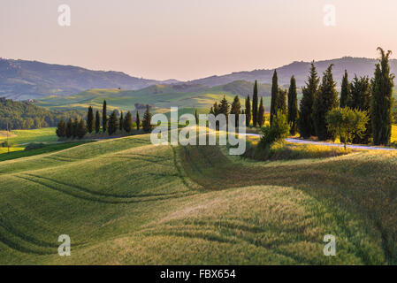 Quiet summer field in Tuscany Stock Photo