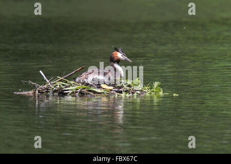 crested grebes 3 Stock Photo