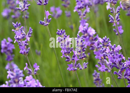 Lavenders Stock Photo