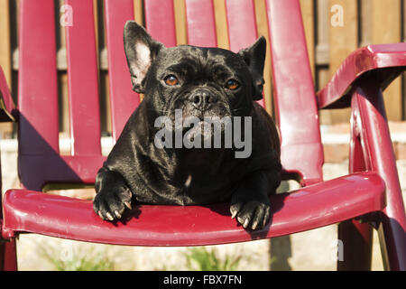 french bulldog on garden chair Stock Photo