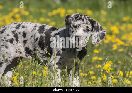 Great Danes Dog Puppy standing in the meadow Stock Photo