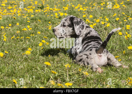 lying great dane dog puppy Stock Photo