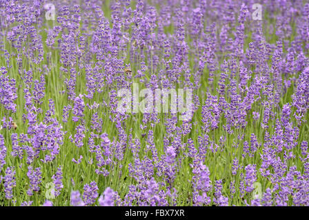 Lavenders Stock Photo
