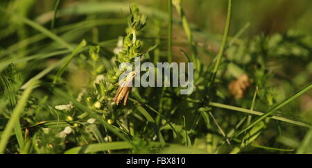 cricket and grass Stock Photo