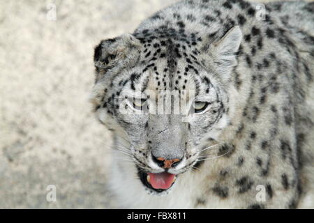 the rare snow leopard Stock Photo
