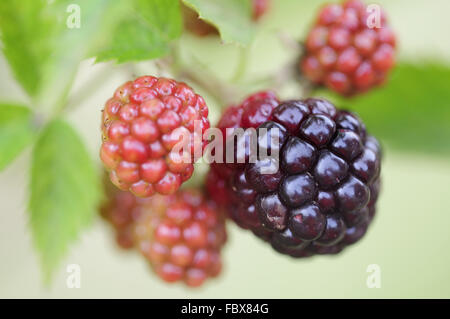 blackberry Stock Photo
