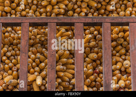 Sweetcorn stacked and dried (a staple foodstuff), India. Stock Photo