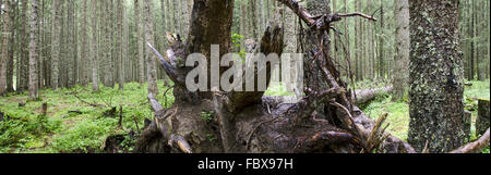 forest with dead tree Stock Photo