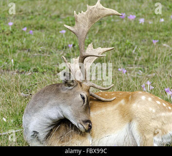 fallow deer with summer coat Stock Photo