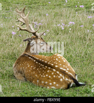 fallow deer with summer coat Stock Photo