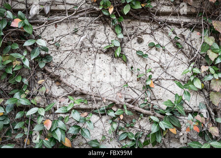 green creeper on concrete block wall Stock Photo