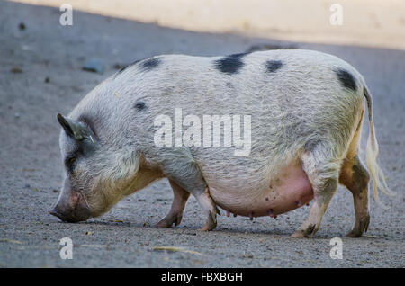 Big farm pig Stock Photo