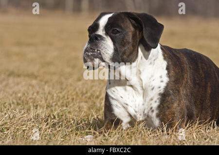 lying Boxer dog Stock Photo