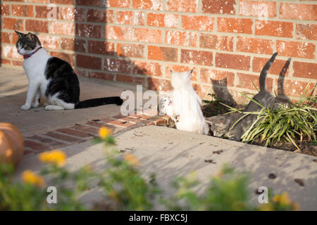 Kittens playing in yard next to mother Stock Photo