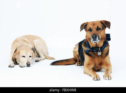 dogs Stock Photo