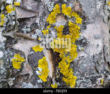 yellow lichens on the trunk of a tree Stock Photo