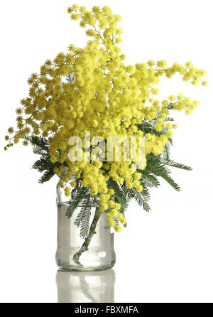 Mimosa Acacia Dealbata Cutout Stock Photo