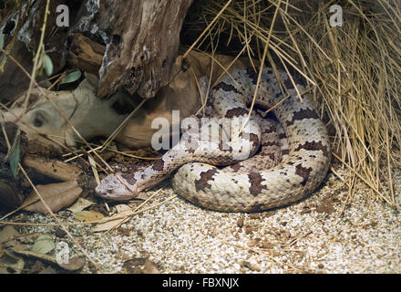 Banded Rock Rattlesnake Stock Photo