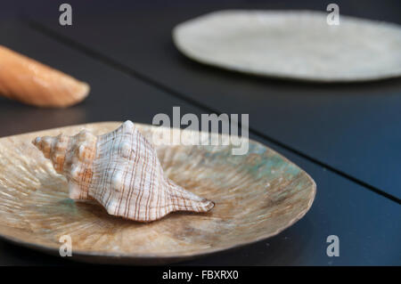 Ocean snail shell situated on the luxury bowl Stock Photo