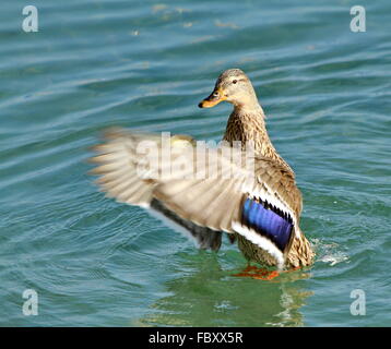 A male Colvert duck on a river. Quebec,Canada Stock Photo - Alamy