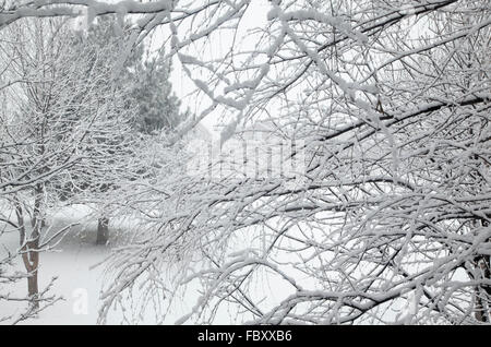 Winter snow on tree branches and park, 2105. Stock Photo