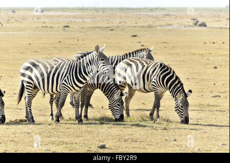 Zebras in Masai Mara Stock Photo