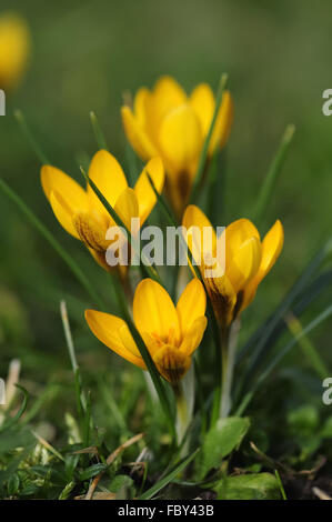 Spring is in the air Stock Photo - Alamy