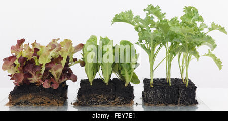 Three different types of vegetables Stock Photo