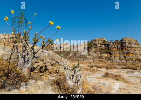 Elephant foot plant, dioscoreara,dioscoreaceaae ,The Isalo national park, Madagascar Stock Photo