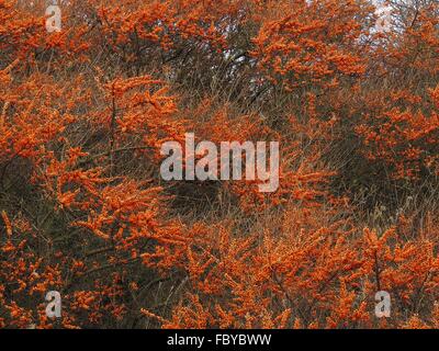 A mass of brightly-coloured fruits adorn the Sea-buckthorn (Hippophae rhamnoides) on the coastal stretch at Hunterston. Stock Photo