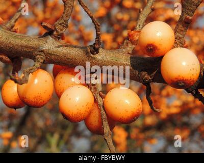 A close-up of the fruits of the Common Sea-buckthorn (Hippophae rhamnoides). Stock Photo