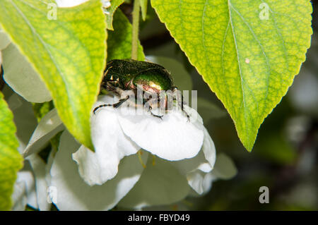 Green chafer beetle on a white Apple flower Stock Photo