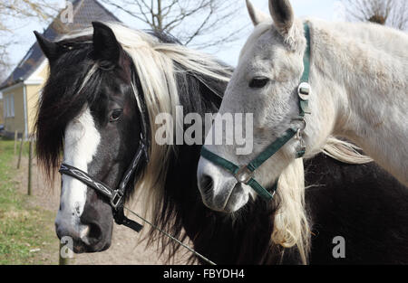 horses Stock Photo